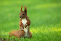 Squirrel (Sciurus vulgaris) stands upright Squirrel (Sciurus vulgaris) stands upright - PhotoDune Item for Sale