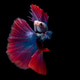 betta fish on black betta fish on black - PhotoDune Item for Sale