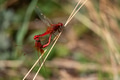 Pair of scarlet dragonfly or Crocothemis erythraea. Red coloured species Pair of scarlet dragonfly or Crocothemis erythraea. Red coloured species - PhotoDune Item for Sale