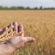 Farmer holds ears of wheat on agricultural field Farmer holds ears of wheat on agricultural field - PhotoDune Item for Sale