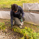 Woman harvesting organic carrots Woman harvesting organic carrots - PhotoDune Item for Sale