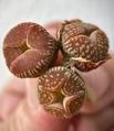 Nature, Mutant lithops Nature, Mutant lithops - PhotoDune Item for Sale