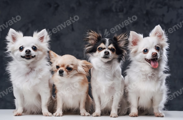 Spitz Pomeranian Maltese Mix For Sale Spitz Maltese Pomeranian