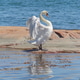 Swan in Noto National Park on the Aland Islands: Northern European nature in summer, Cygnus olor. Swan in Noto National Park on the Aland Islands: Northern European nature in summer, Cygnus olor. - PhotoDune Item for Sale