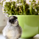 One small dark gray chicken on the background of a green mug with flowers One small dark gray chicken on the background of a green mug with flowers - PhotoDune Item for Sale