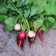 Freshly harvested, purple colorful radish. Growing radish. Growing vegetables. Concrete background Freshly harvested, purple colorful radish. Growing radish. Growing vegetables. Concrete background - PhotoDune Item for Sale