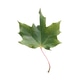 #5172 Green leaf tree isolated on a transparent background #5172 Green leaf tree isolated on a transparent background - PhotoDune Item for Sale