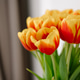 Fresh bicolour red and yellow tulips blooming during spring Fresh bicolour red and yellow tulips blooming during spring - PhotoDune Item for Sale