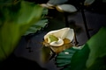 White lotus blooming in the pond White lotus blooming in the pond - PhotoDune Item for Sale