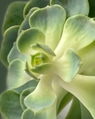 Closeup of succulent rosette center Closeup of succulent rosette center - PhotoDune Item for Sale
