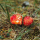 Autumn forest, mushrooms, fly agarics in the forest, forest landscape Autumn forest, mushrooms, fly agarics in the forest, forest landscape - PhotoDune Item for Sale