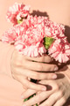 Female's Hands Holding a Bouquet of Pink Carnations. Female's Hands Holding a Bouquet of Pink Carnations. - PhotoDune Item for Sale