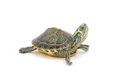 turtle turtle - PhotoDune Item for Sale