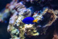 Yellowtail Damselfish or Chrysiptera parasema Yellowtail Damselfish or Chrysiptera parasema - PhotoDune Item for Sale