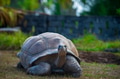 Majestic Aldabra Giant Tortoise in Natural Habitat Majestic Aldabra Giant Tortoise in Natural Habitat - PhotoDune Item for Sale