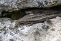 Pair of Brauner's rock lizard or Darevskia brauneri Pair of Brauner's rock lizard or Darevskia brauneri - PhotoDune Item for Sale