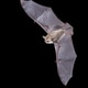 Natterer's Bat Swarming at Winter Roost Site, Overijssel, Netherlands Natterer's Bat Swarming at Winter Roost Site, Overijssel, Netherlands - PhotoDune Item for Sale