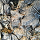 Frozen and covered autumn dry brown leaves lying on the ground. Natural background, close up Frozen and covered autumn dry brown leaves lying on the ground. Natural background, close up - PhotoDune Item for Sale