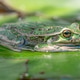 Frog on Lily Pad Frog on Lily Pad - PhotoDune Item for Sale