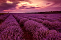 lavender field lavender field - PhotoDune Item for Sale