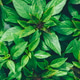 Green Basil Growing In Backyard Garden Green Basil Growing In Backyard Garden - PhotoDune Item for Sale