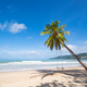 Nature beach sea in sunny day Coconut tree on beach sand Nature beach sea in sunny day Coconut tree on beach sand - PhotoDune Item for Sale
