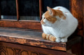 Red and white cat sits on street Red and white cat sits on street - PhotoDune Item for Sale