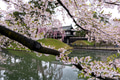 Beautiful cherry blossom flower in Japan Beautiful cherry blossom flower in Japan - PhotoDune Item for Sale
