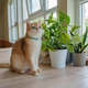 A red-haired cat and indoor plants. A red-haired cat and indoor plants. - PhotoDune Item for Sale