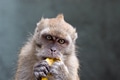 Monkey sits and eats banana Monkey sits and eats banana - PhotoDune Item for Sale