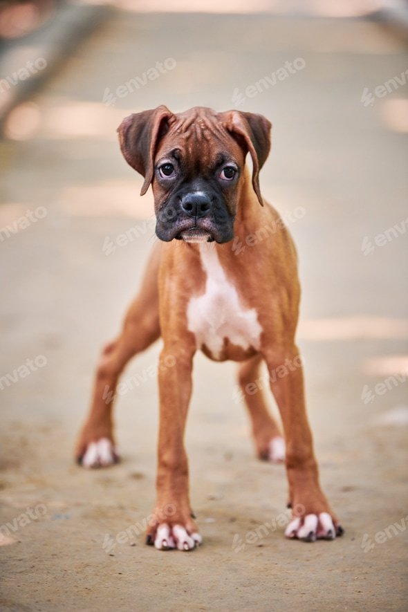 Boxer Puppy Funny Dog Training Video Funny Boxer Dog Videos Two