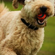 Close up portrait of a labradoodle dog playing ball Close up portrait of a labradoodle dog playing ball - PhotoDune Item for Sale