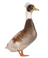 Male Crested Duck, 3 years old, standing in front of white background Male Crested Duck, 3 years old, standing in front of white background - PhotoDune Item for Sale