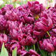 Tulips Alison Bradlley Tulips Alison Bradlley - PhotoDune Item for Sale