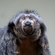 A portrait of a female white faced saki (Pithecia pithecia) A portrait of a female white faced saki (Pithecia pithecia) - PhotoDune Item for Sale