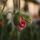 The fruit of the poppy: an unopened bud close-up The fruit of the poppy: an unopened bud close-up - PhotoDune Item for Sale