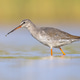 Spotted redshank foraging in shallow water Spotted redshank foraging in shallow water - PhotoDune Item for Sale