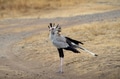 The Secretary Bird is a large, primarily ground-dwelling bird of prey native to Africa The Secretary Bird is a large, primarily ground-dwelling bird of prey native to Africa - PhotoDune Item for Sale