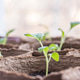 Seedlings Seedlings - PhotoDune Item for Sale