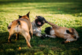 Three happy french bulldogs playing Three happy french bulldogs playing - PhotoDune Item for Sale