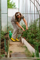 mature woman tying up tomatoes in a greenhouse.Organic planting concept mature woman tying up tomatoes in a greenhouse.Organic planting concept - PhotoDune Item for Sale