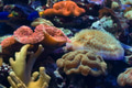 Fragment of colorful coral reef Fragment of colorful coral reef - PhotoDune Item for Sale