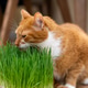 A ginger domestic cat eats green grass. Healthy, special vitamin-rich food for cats. Selective focus A ginger domestic cat eats green grass. Healthy, special vitamin-rich food for cats. Selective focus - PhotoDune Item for Sale