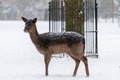 Fallow deer portrait in the local park during a snow storm, fence and tree in background Fallow deer portrait in the local park during a snow storm, fence and tree in background - PhotoDune Item for Sale