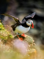 Birds image. Puffin in Iceland. Seabird on sheer cliffs. Bird on the Westfjord in Iceland. Birds image. Puffin in Iceland. Seabird on sheer cliffs. Bird on the Westfjord in Iceland. - PhotoDune Item for Sale