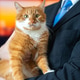Surprised ginger orange domestic cat sits in a businessman hands. A charismatic Surprised ginger orange domestic cat sits in a businessman hands. A charismatic - PhotoDune Item for Sale