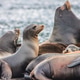 Sea lion family Sea lion family - PhotoDune Item for Sale