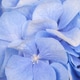 Blue hydrangea flowers, close-up, beautiful delicate floral background Blue hydrangea flowers, close-up, beautiful delicate floral background - PhotoDune Item for Sale