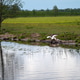 Heron takes flight over tranquil river in lush green landscape during early afternoon Heron takes flight over tranquil river in lush green landscape during early afternoon - PhotoDune Item for Sale