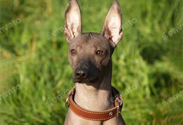 Mexican hairless, Beautiful adult dog outdoors - Main Image